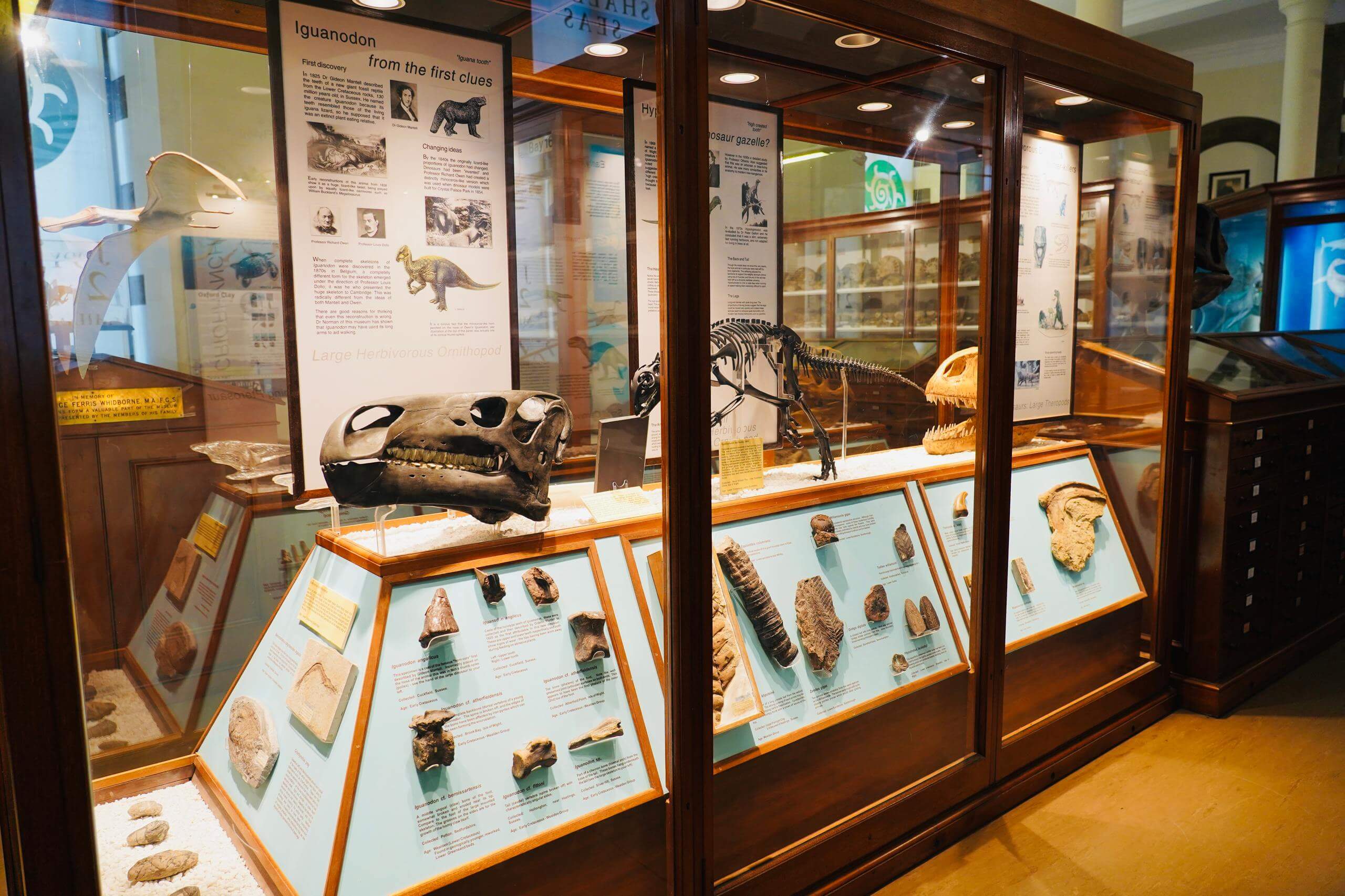 Cambridge Earth Sciences Museum Private Tour