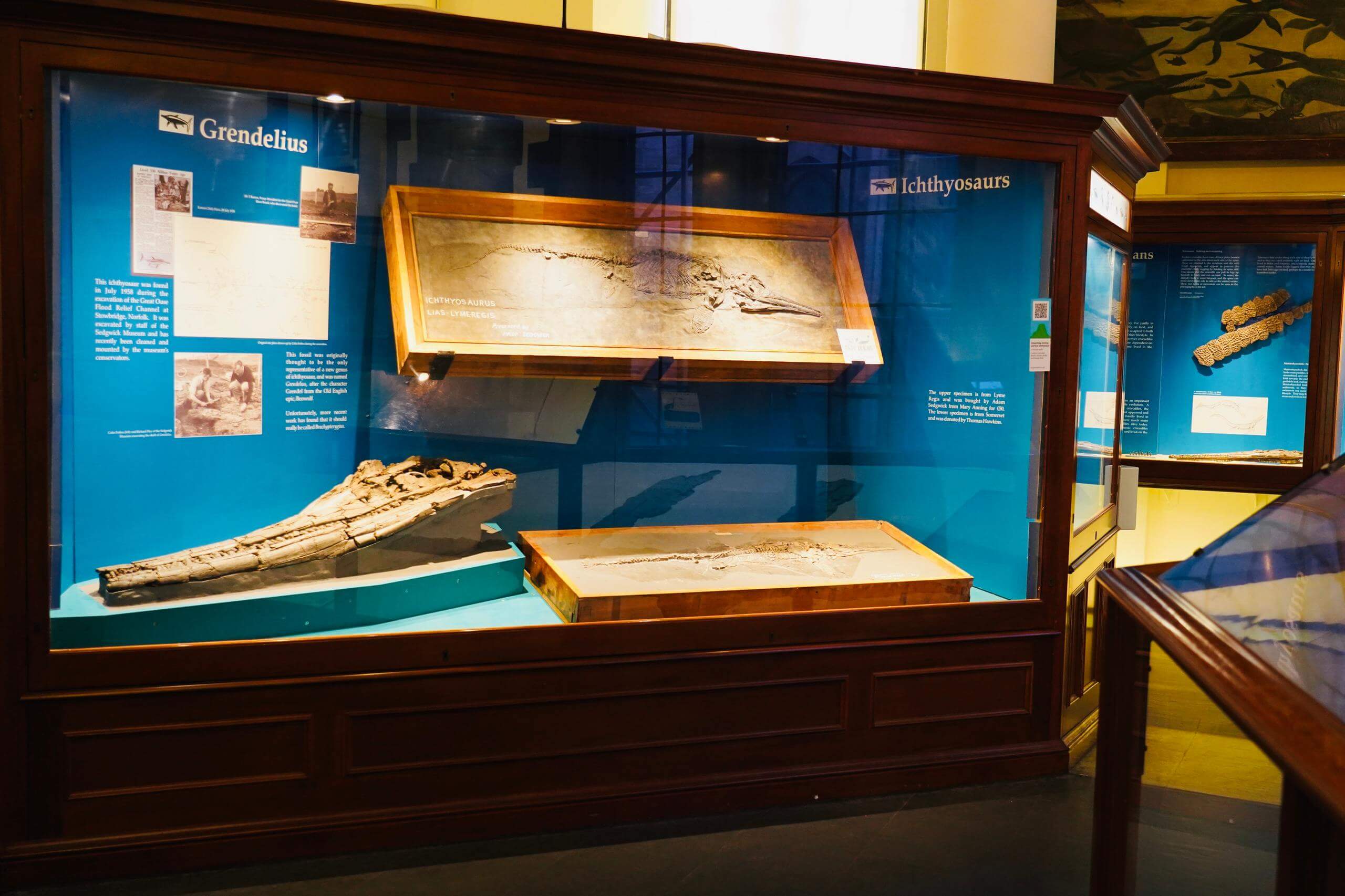 Cambridge Zoology Museum Guided Tour