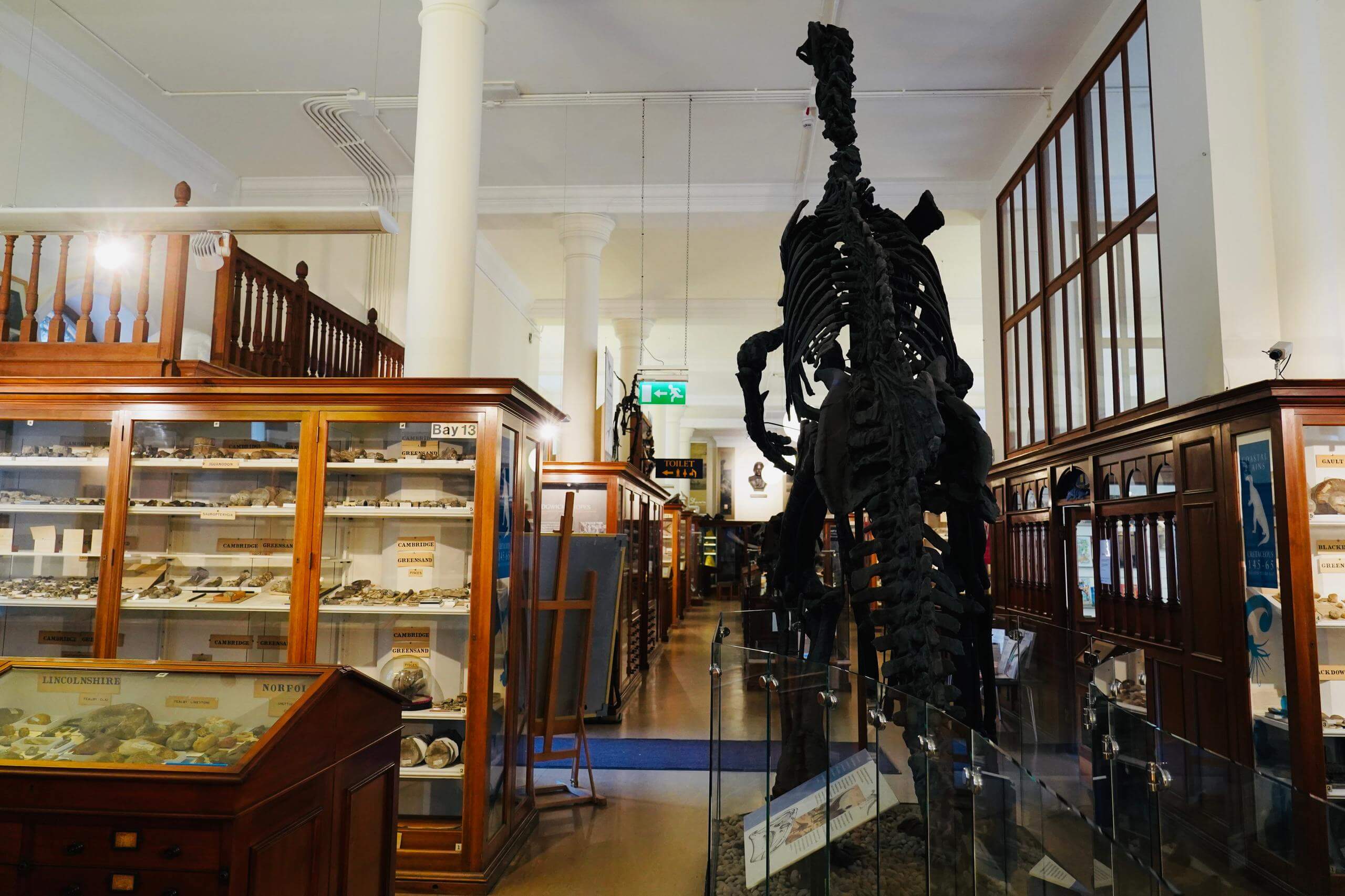 Cambridge Zoology Museum Guided Tour (Shared)
