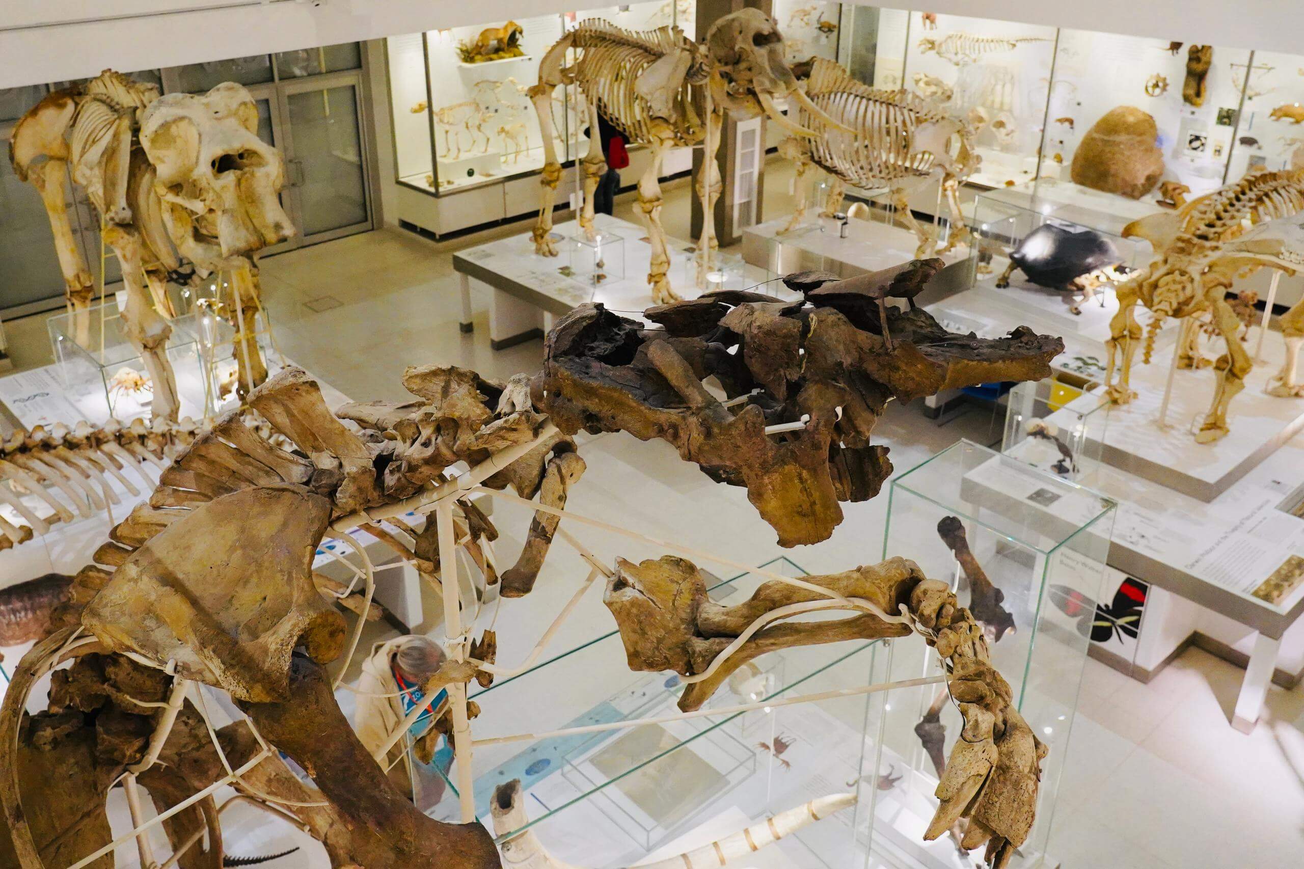 Private Cambridge Zoology Museum Guided Tour