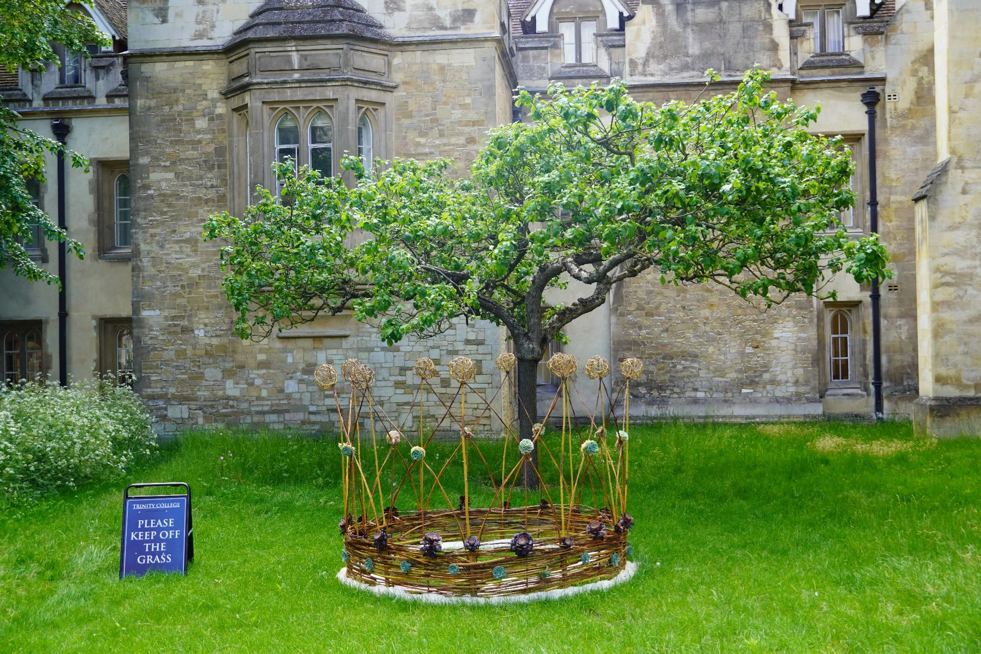 Newton’s Apple Tree Cambridge: Trinity College “Flower of Kent”