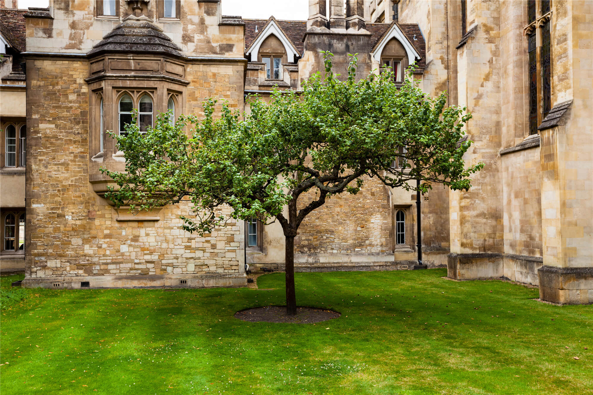 Isaac Newton’s Apple Tree